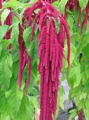 AMARANTHUS caudatus Love Lies Bleeding